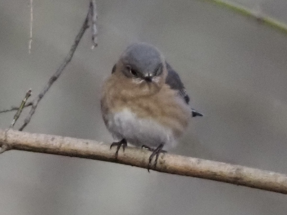 Azulejo Oriental - ML646801227