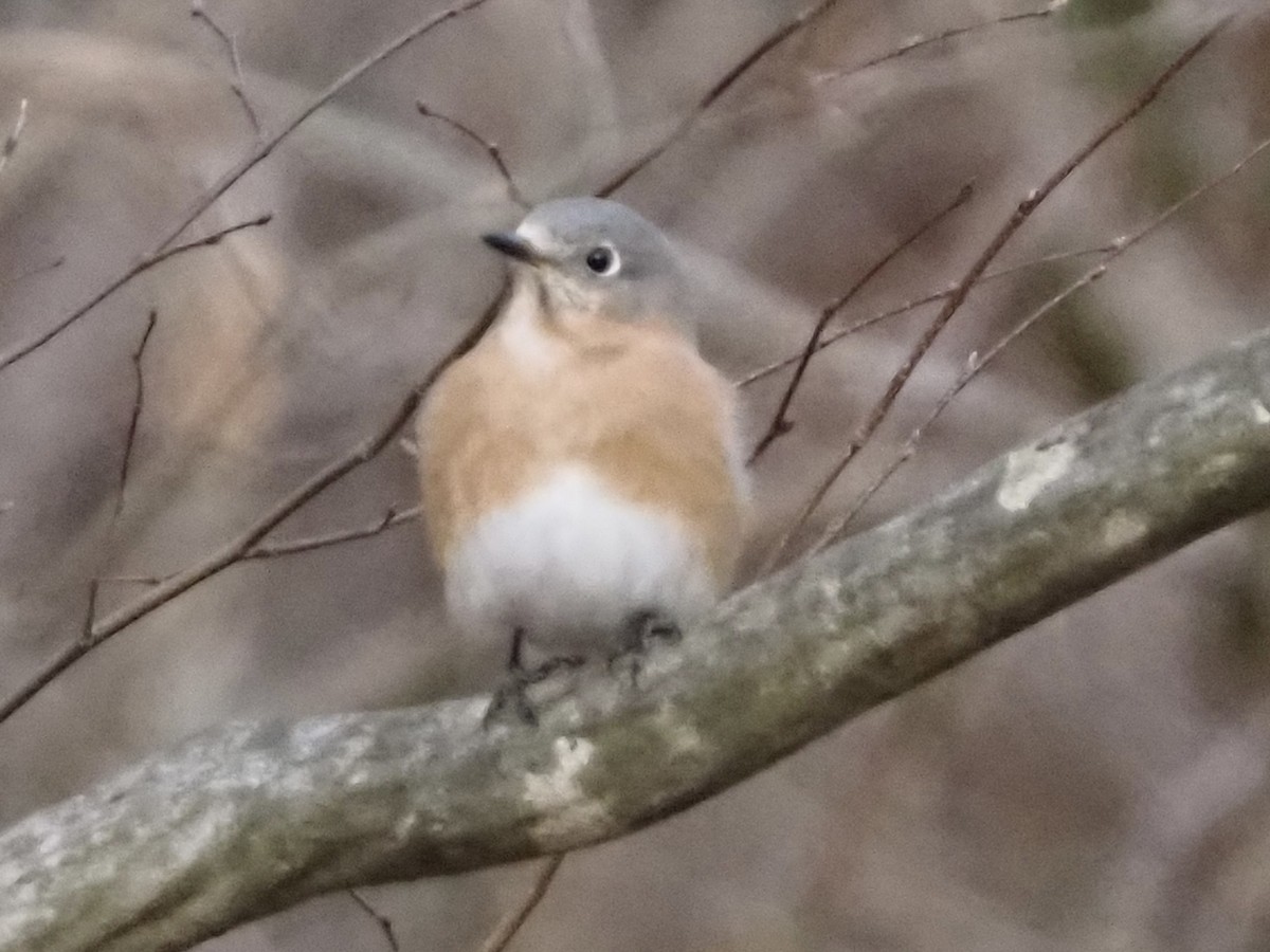 Azulejo Oriental - ML646801228