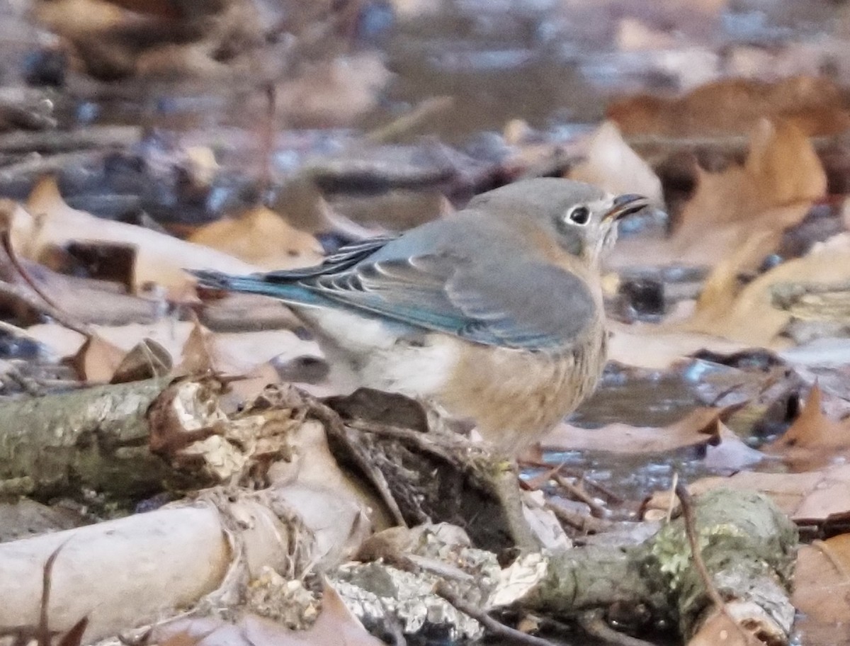 Azulejo Oriental - ML646801229