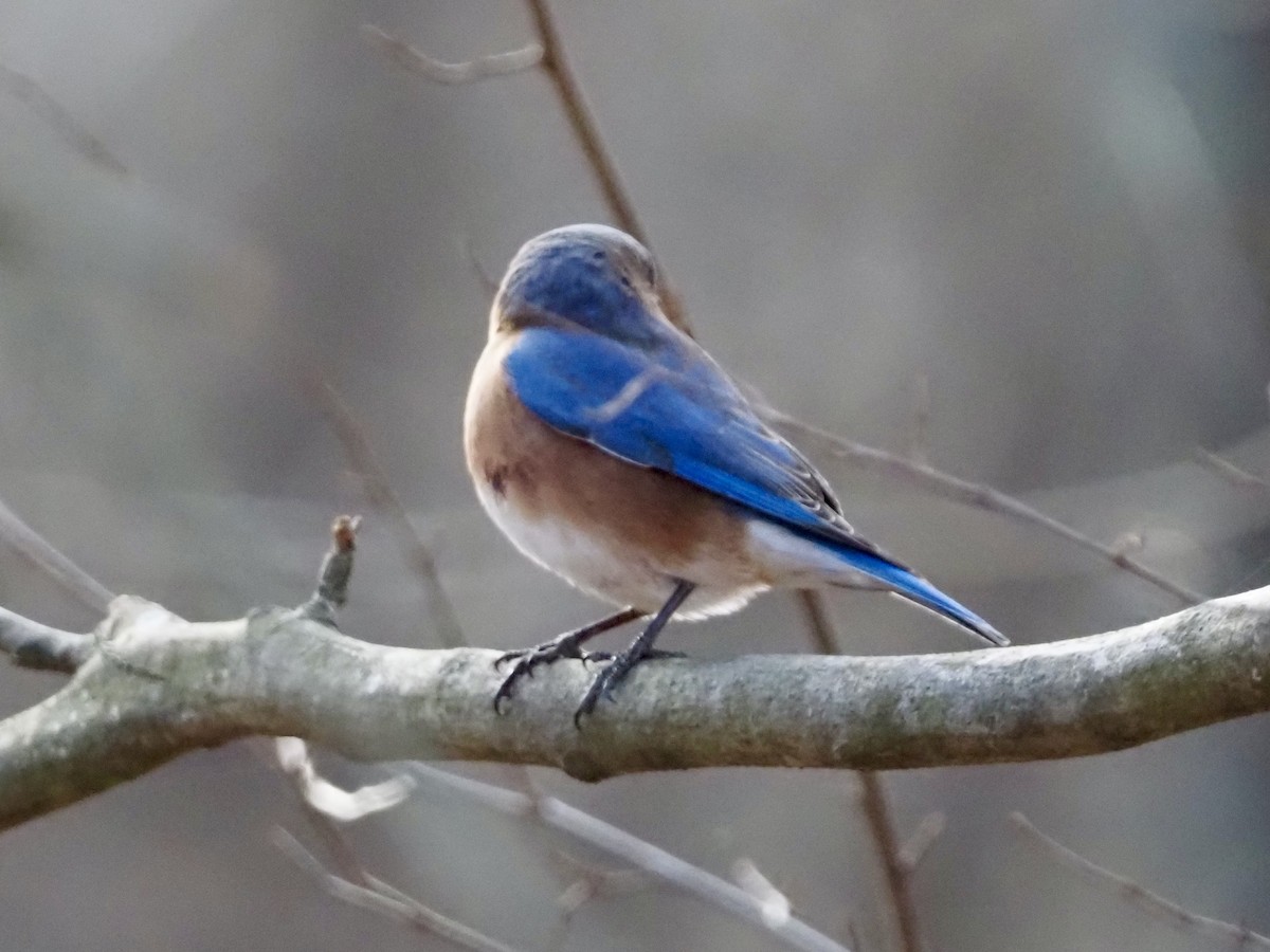 Azulejo Oriental - ML646801230