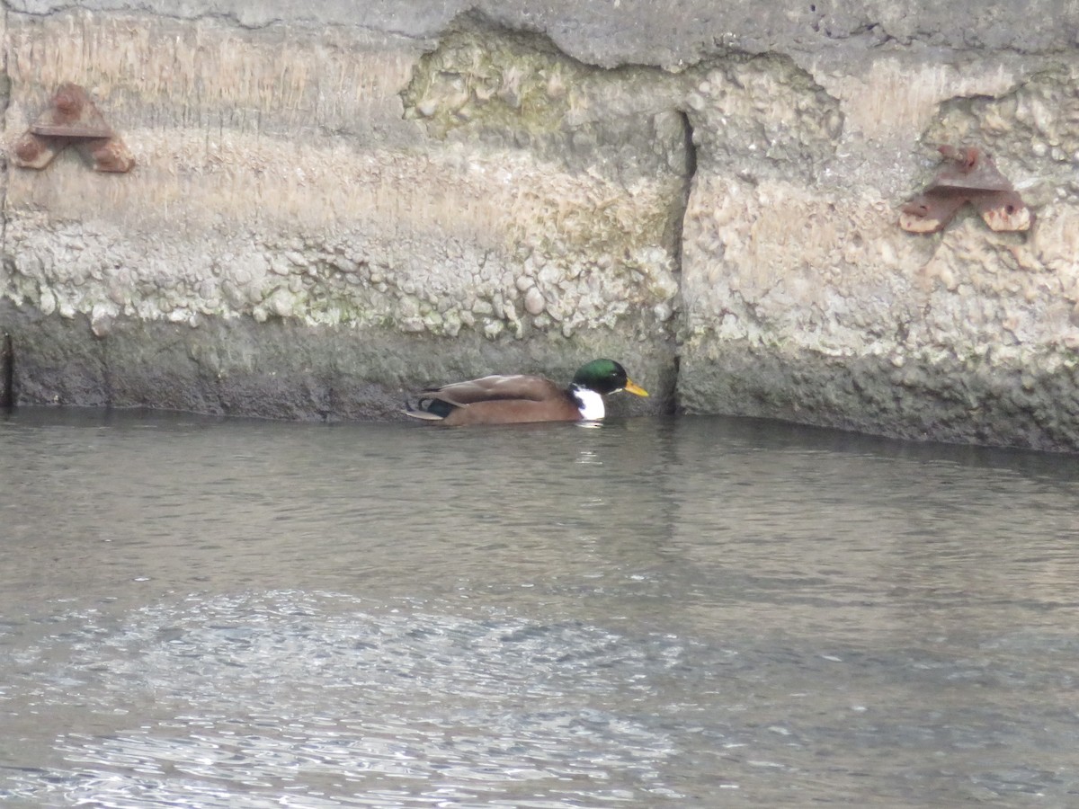 Yeşilbaş (evcil tip) - ML646801231