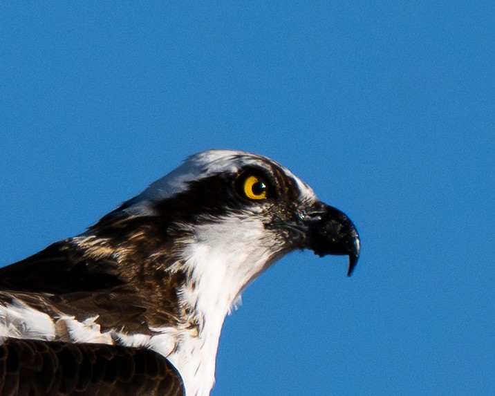 Загасч явлаг - ML646801232