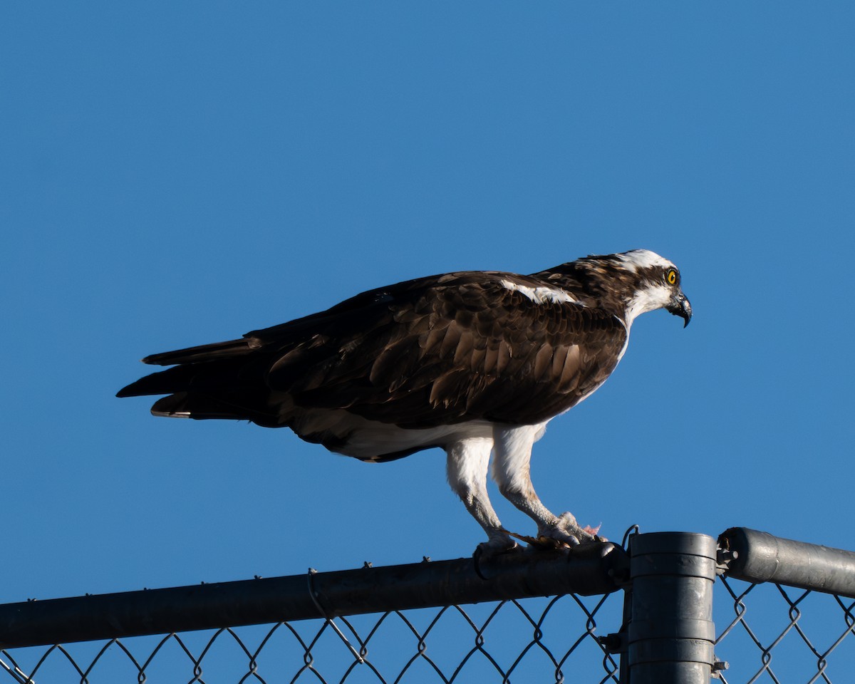 Загасч явлаг - ML646801233