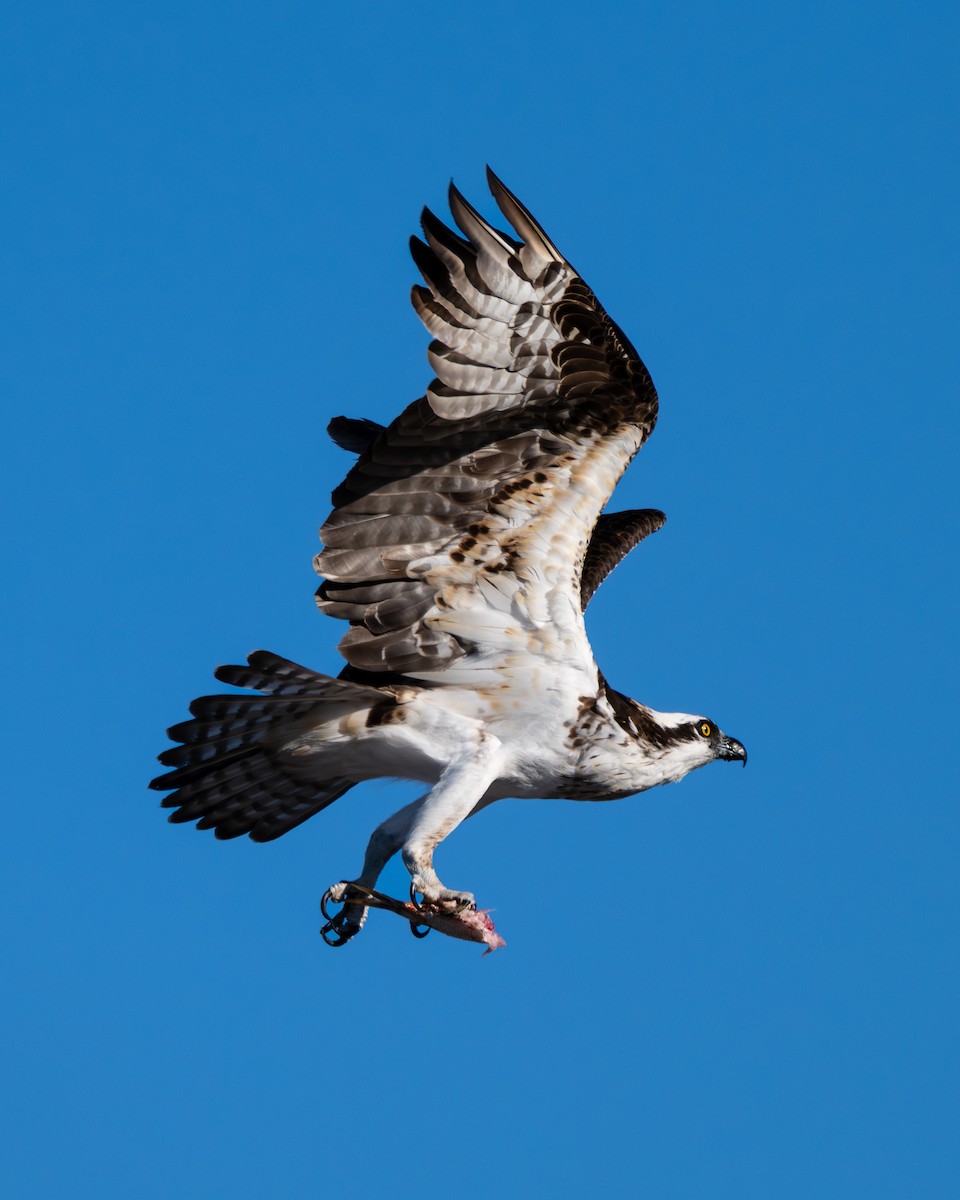 Загасч явлаг - ML646801234