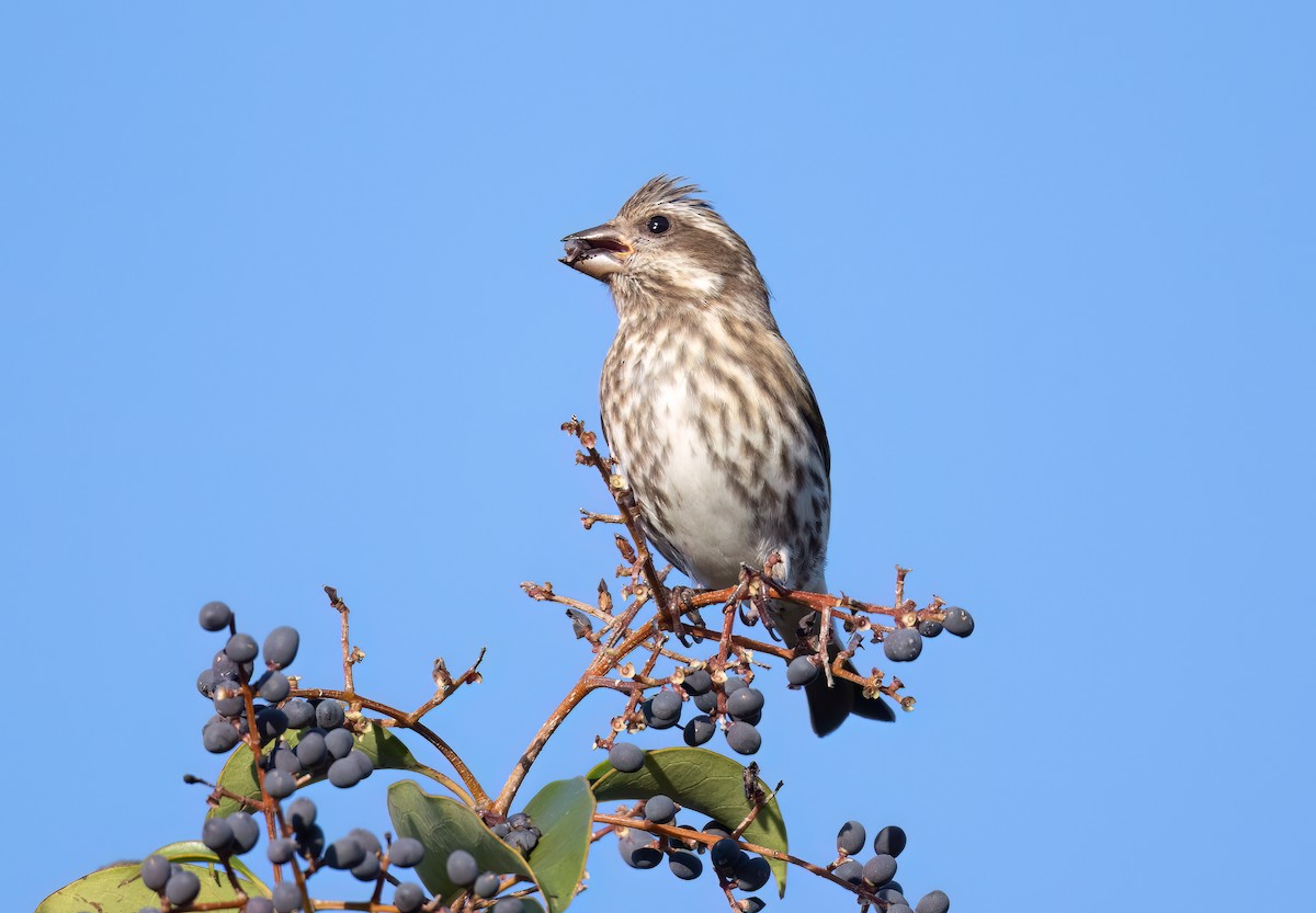 Purpurgimpel - ML646801235