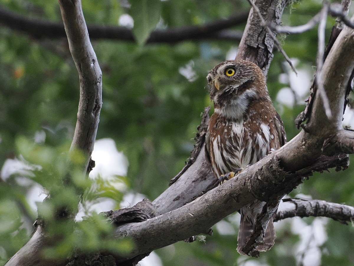 Austral Pygmy-Owl - ML646801237