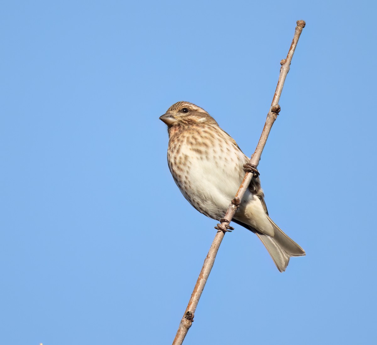 Purpurgimpel - ML646801238