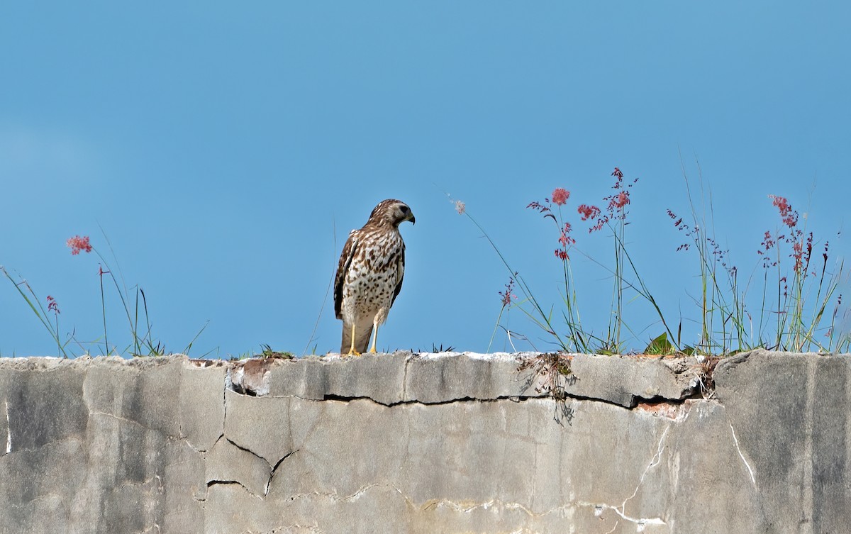 Красноплечий канюк - ML646801239