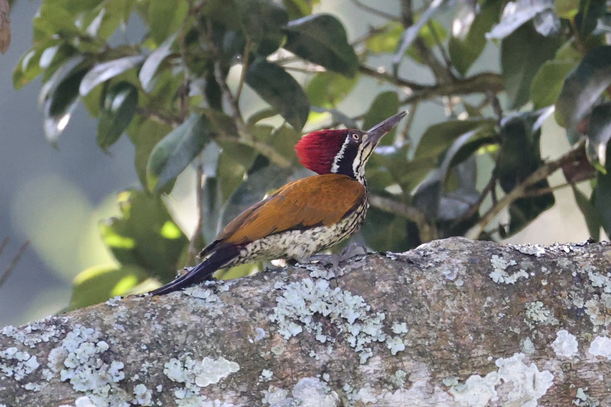 Malabar Flameback - ML646801240