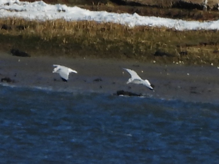Ring-billed Gull - ML646801242