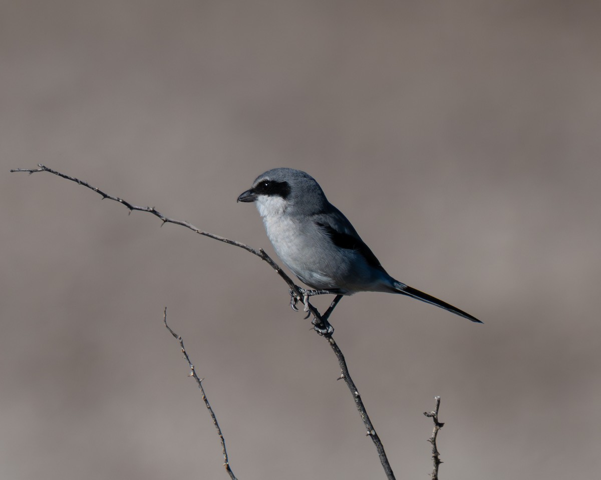 Loggerhead Shrike - ML646801243