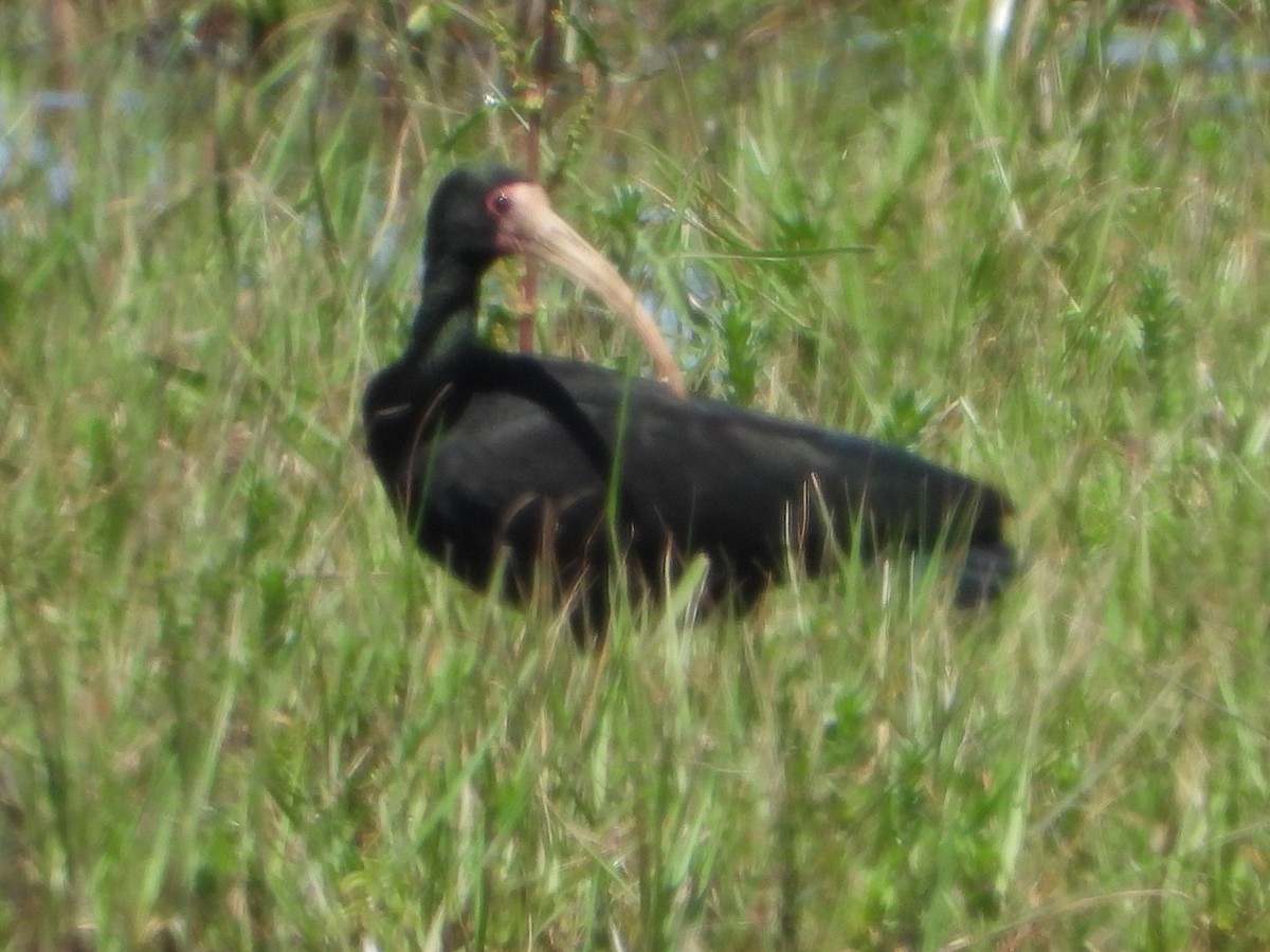 Nacktzügelibis - ML646801244