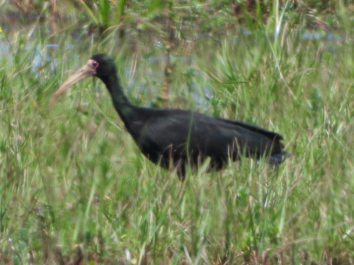 Nacktzügelibis - ML646801245