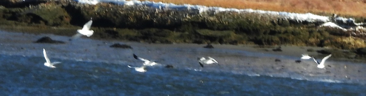 Ring-billed Gull - ML646801247