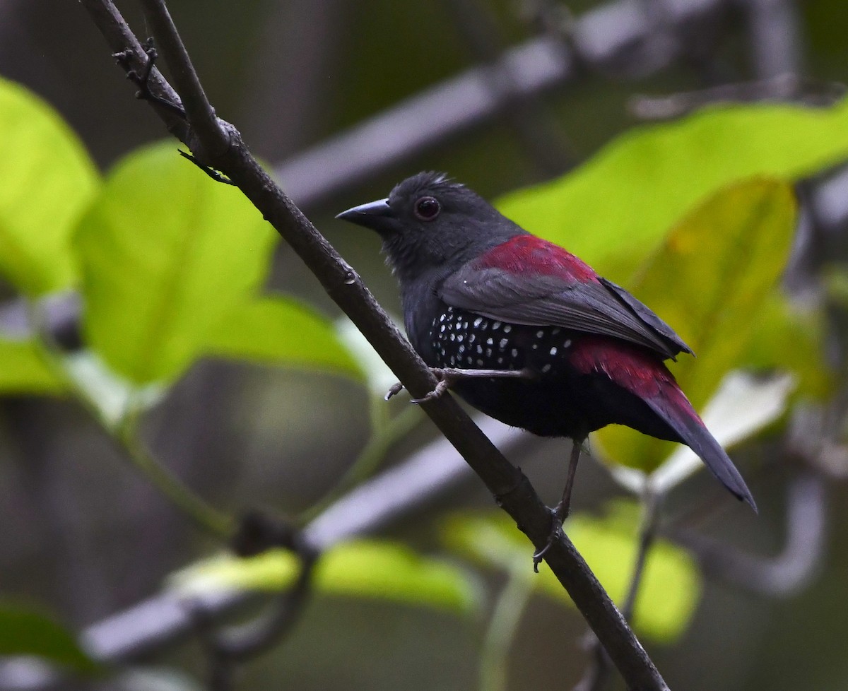 Dybowski's Twinspot - ML646801248