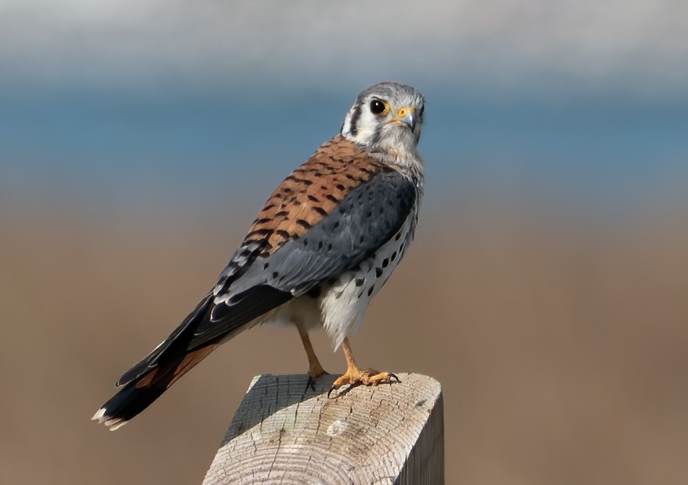 Воробьиная пустельга - ML646801249