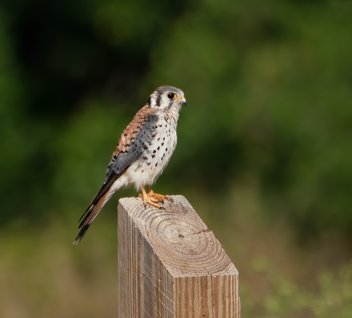 Воробьиная пустельга - ML646801250