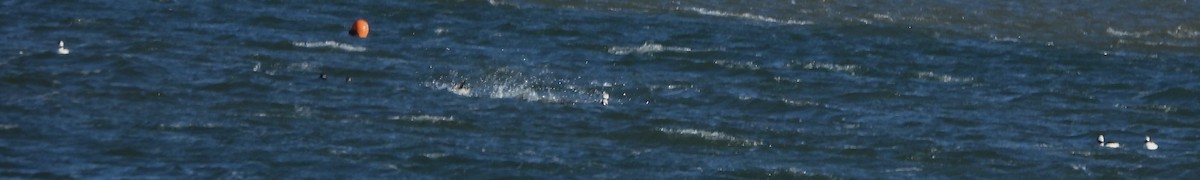 Bufflehead - ML646801251