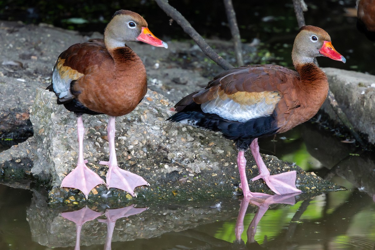 Black-bellied Whistling-Duck - ML646801252
