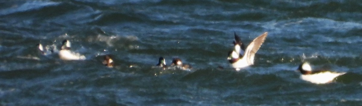 Bufflehead - ML646801253