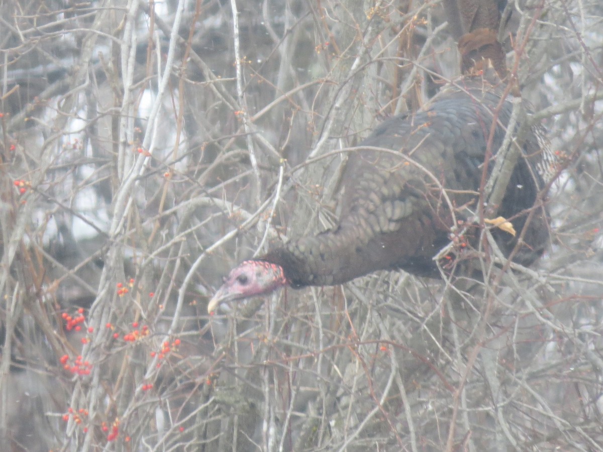 Guajolote Gallipavo - ML646801254