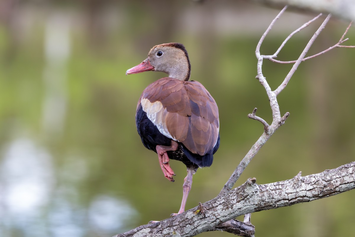 Black-bellied Whistling-Duck - ML646801255