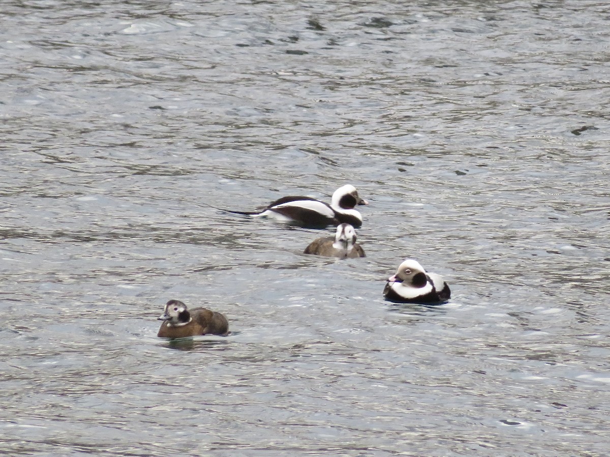 Telkuyruk - ML646801256