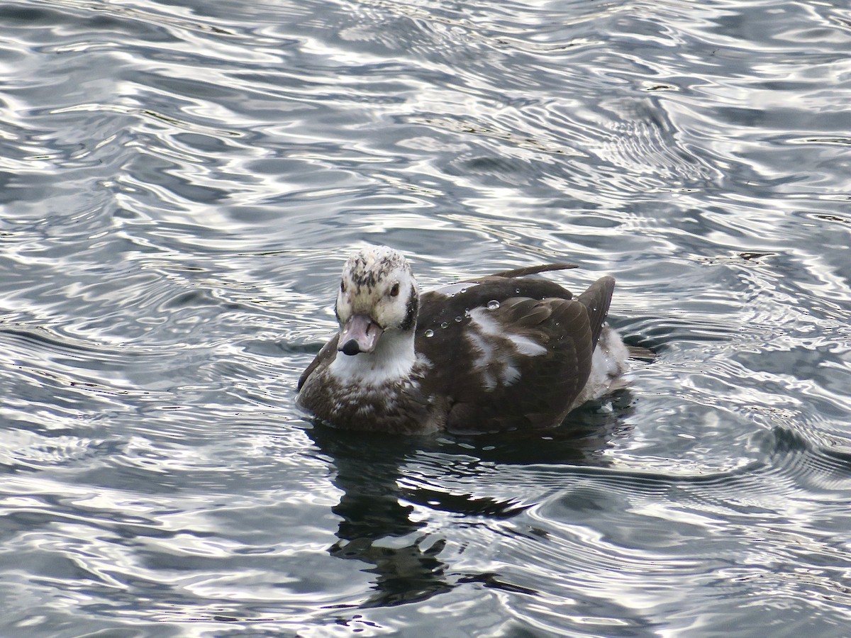 Telkuyruk - ML646801257