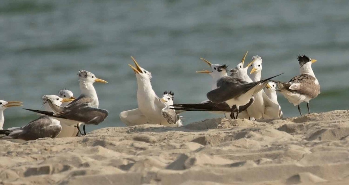 Хохлатая крачка - ML646801258