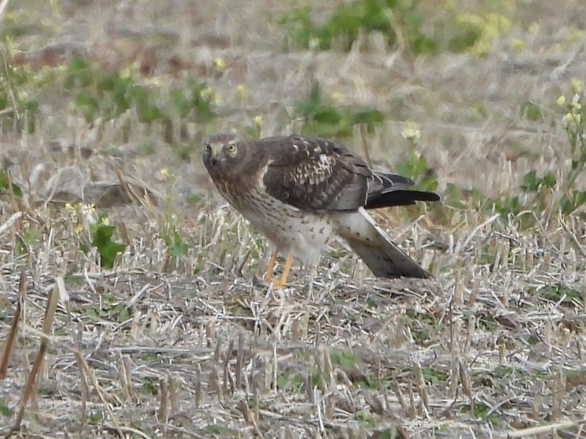 זרון אמריקני - ML646801264