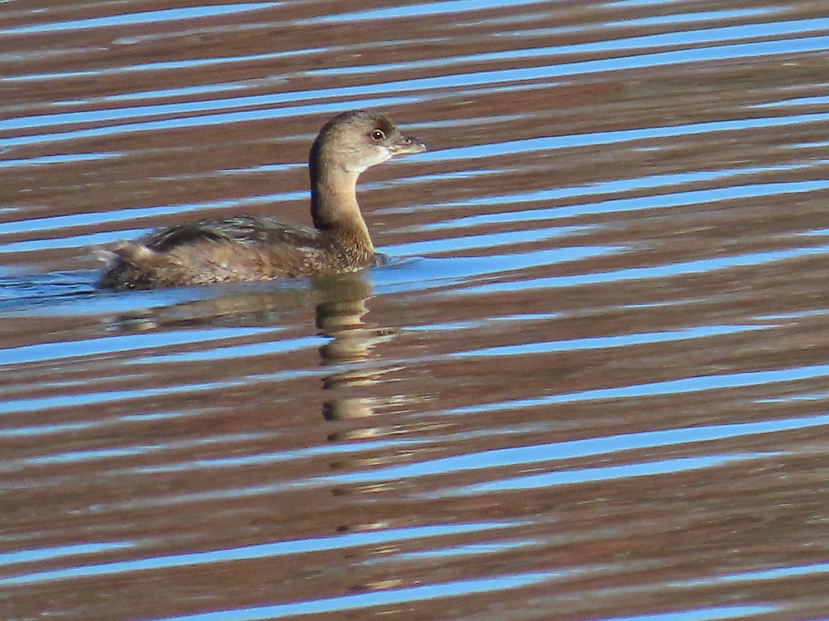 Bindentaucher - ML646801269