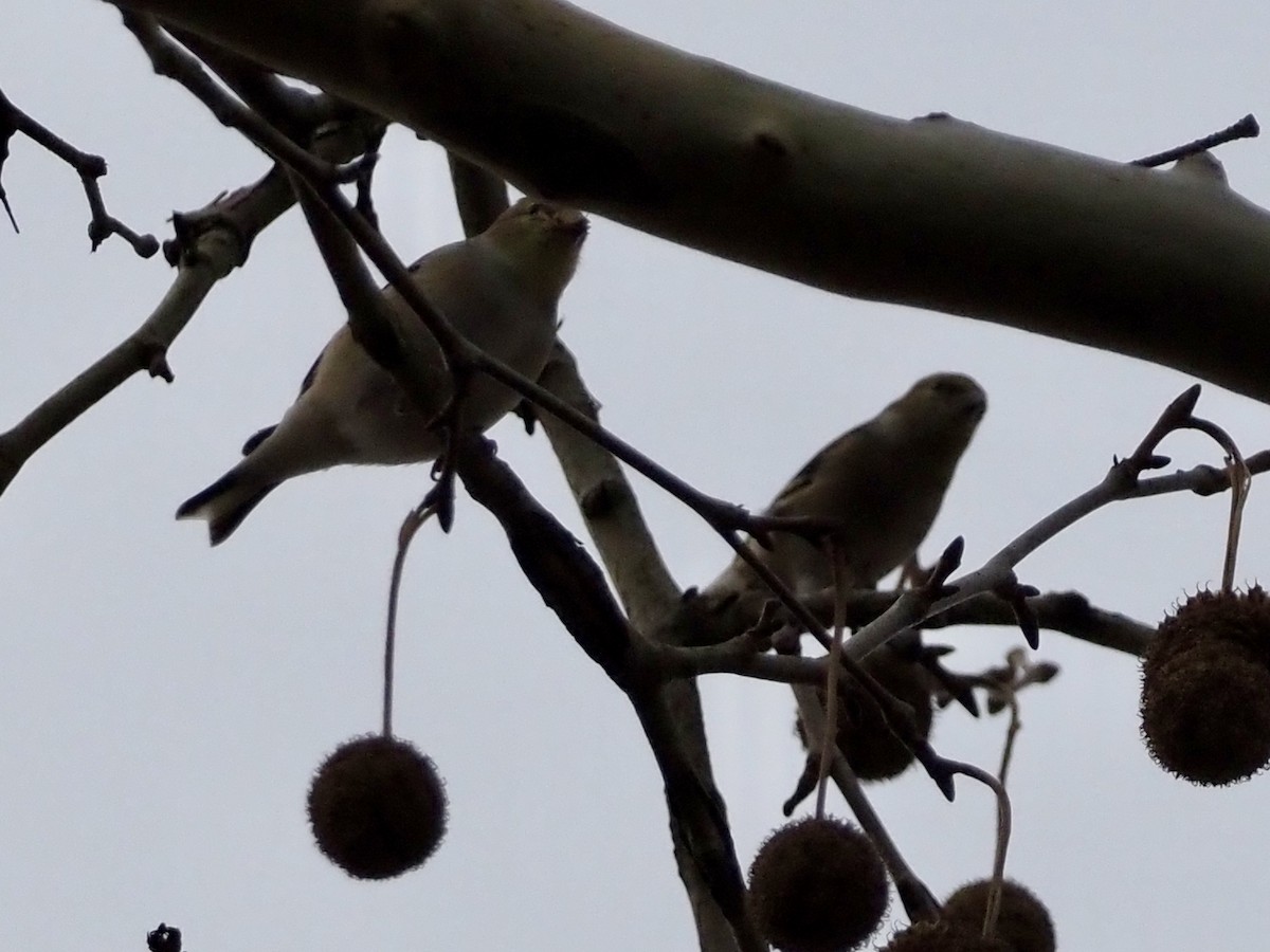 American Goldfinch - ML646801270