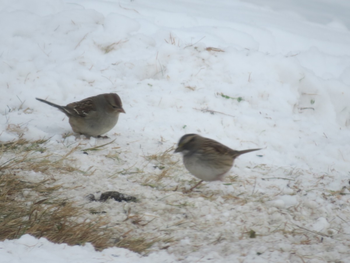 Chingolo Gorjiblanco - ML646801273