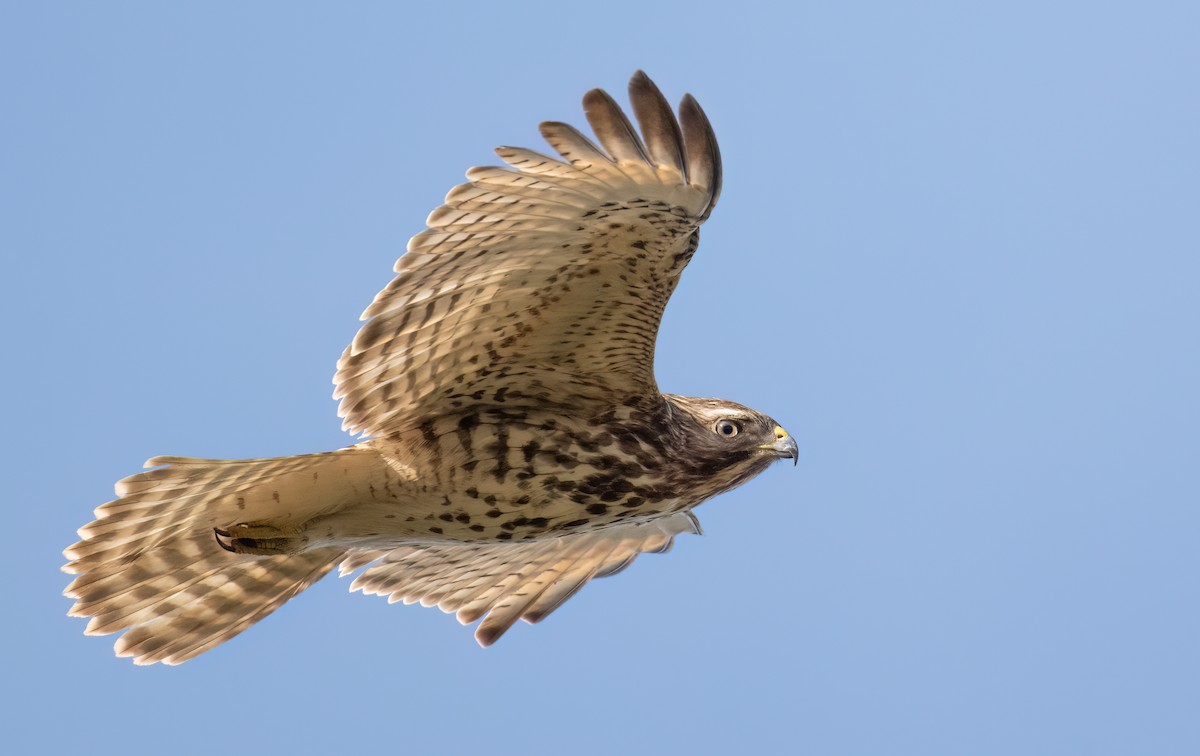 Red-shouldered Hawk - ML646801275