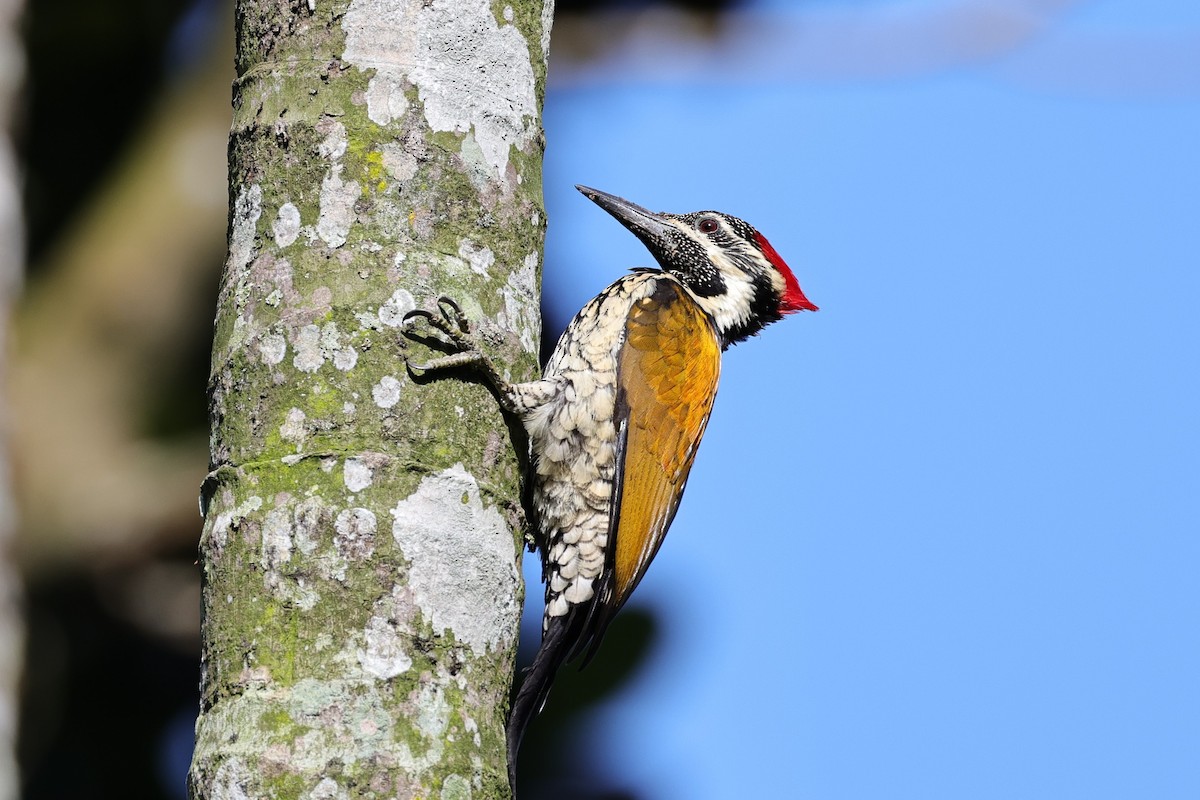 Black-rumped Flameback - ML646801277