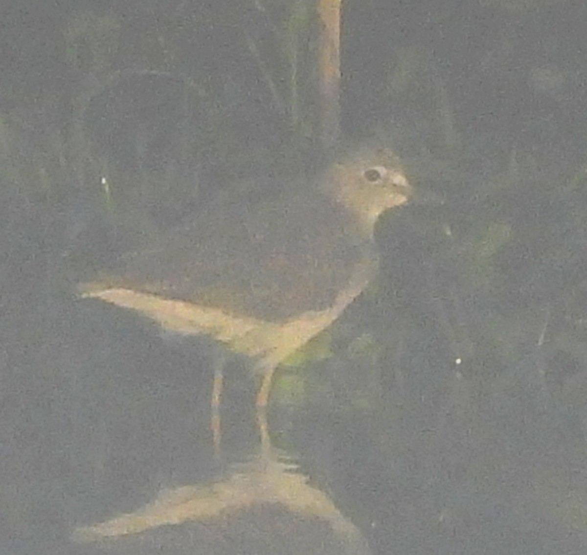 Коловодник малий - ML646801279