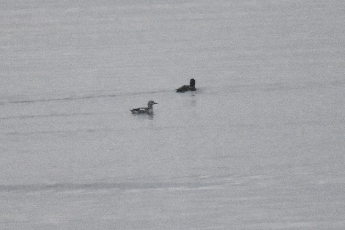 Arao Aliblanco - ML646801280