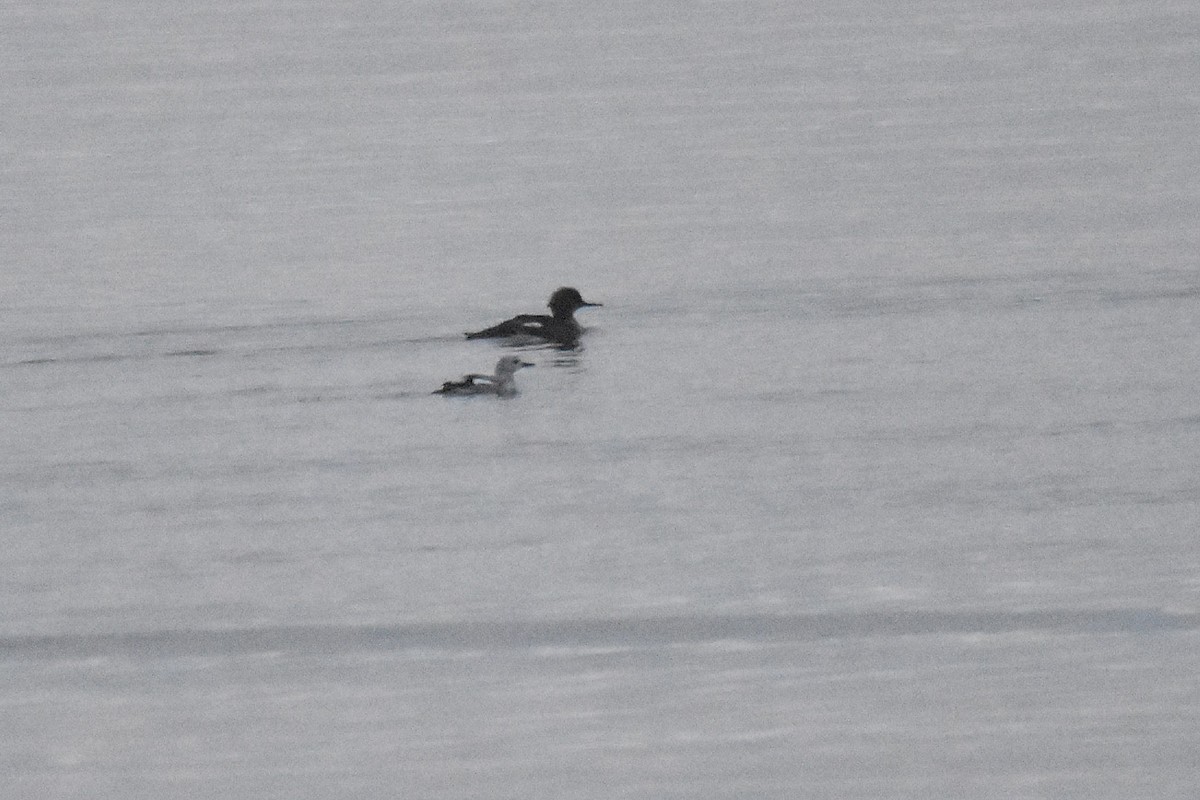 Arao Aliblanco - ML646801281