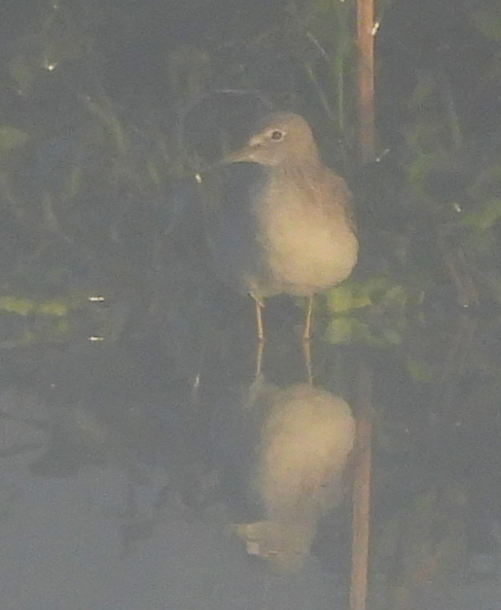 Коловодник малий - ML646801289