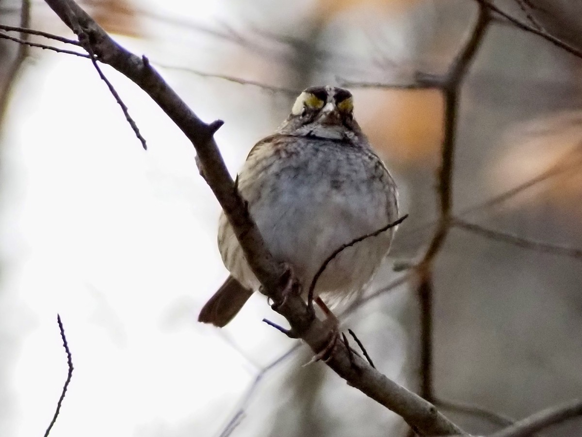 White-throated Sparrow - ML646801292