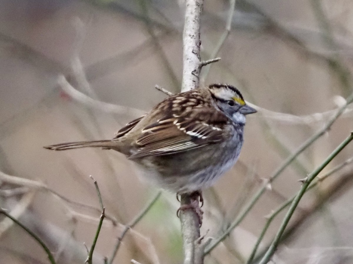 White-throated Sparrow - ML646801293