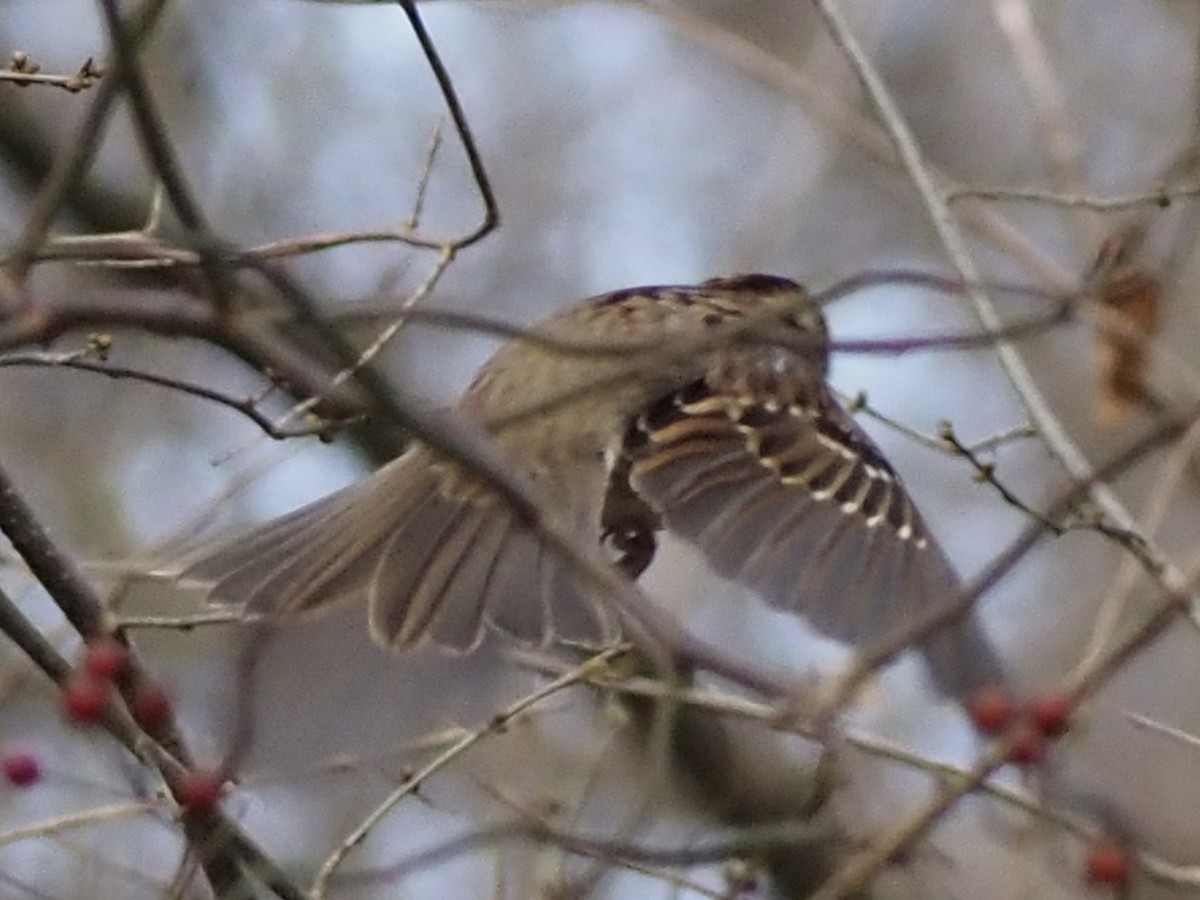 White-throated Sparrow - ML646801294