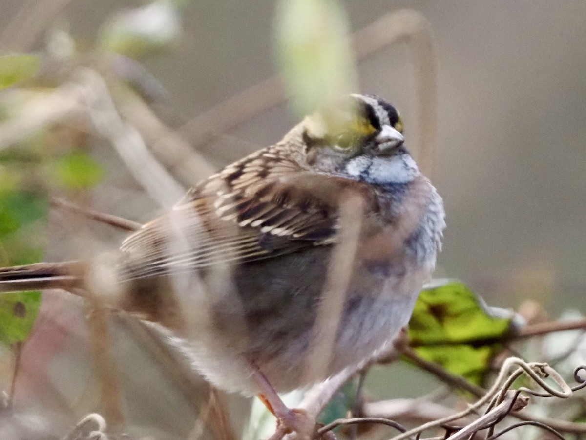 White-throated Sparrow - ML646801295