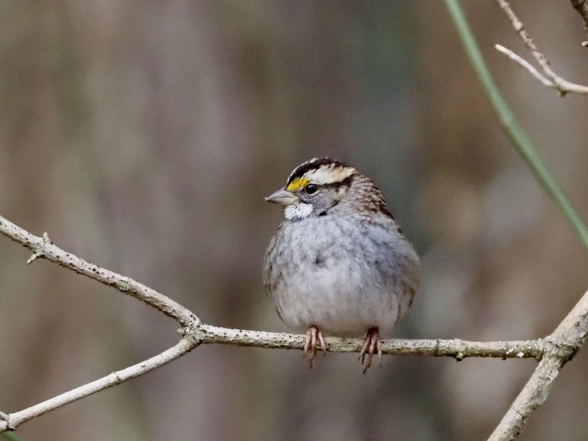White-throated Sparrow - ML646801296
