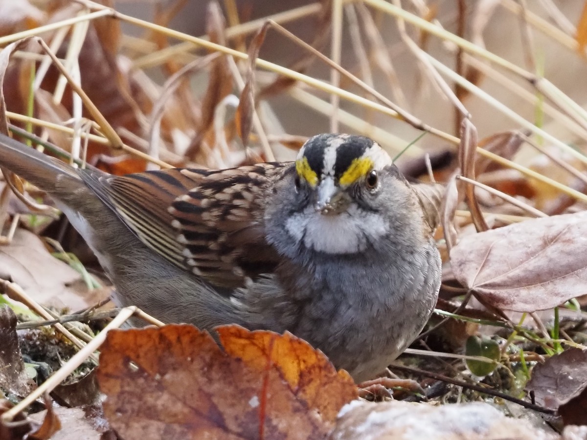 White-throated Sparrow - ML646801297
