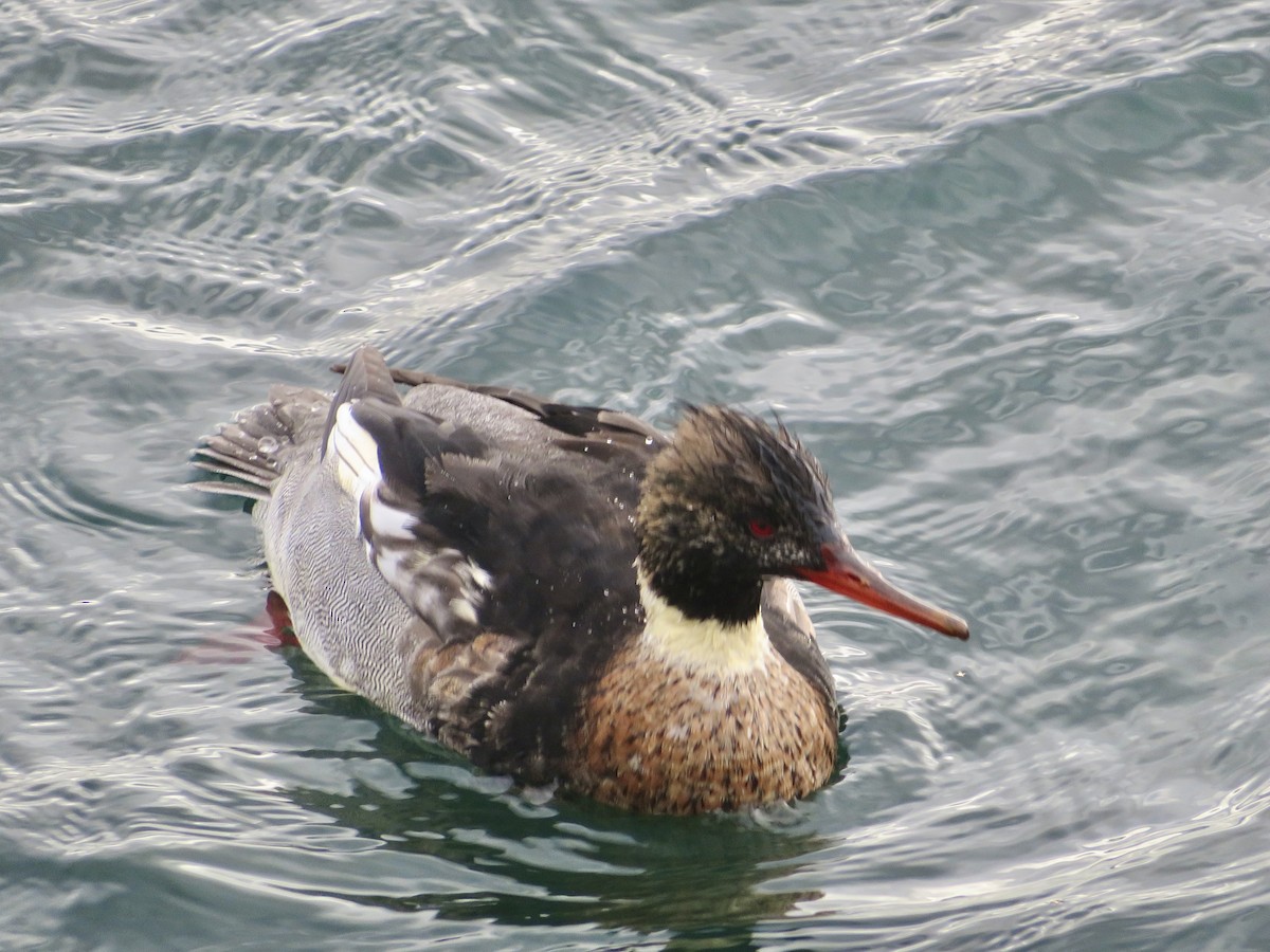 Tarakdiş - ML646801298