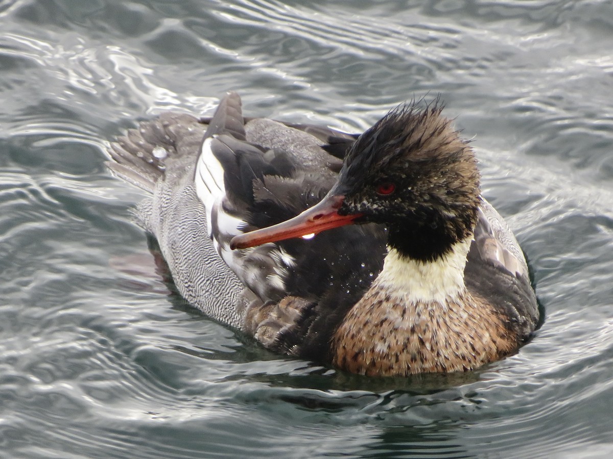 Tarakdiş - ML646801299