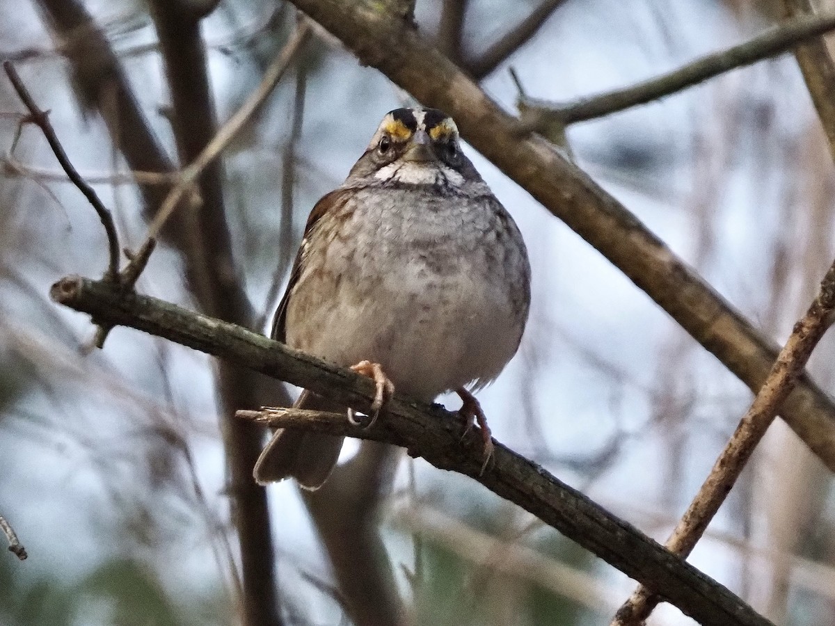 White-throated Sparrow - ML646801300