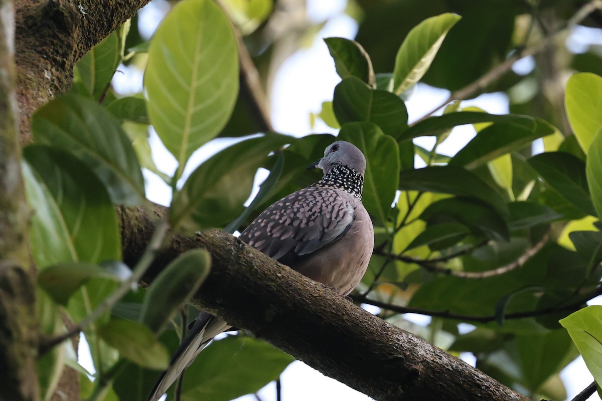 カノコバト - ML646801302