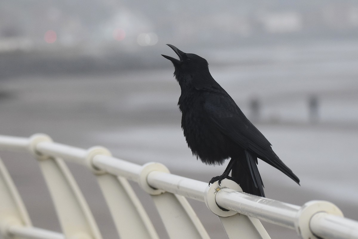 Carrion Crow - ML646801303